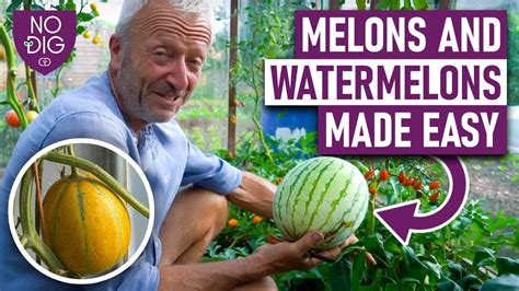 melons tue|wettmelons .